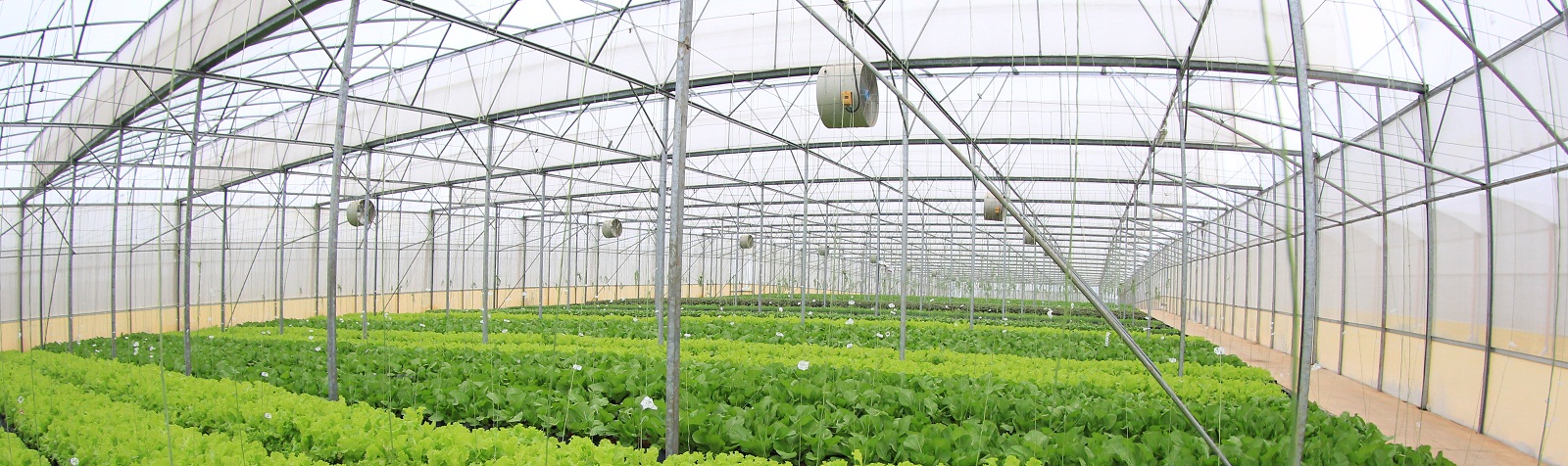 Dự án Trồng và Xuất khẩu rau và hoa nhà kính (FVF)
